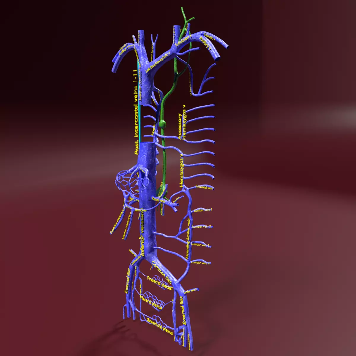 Venous system thorax abdominal vein labelled 3D model