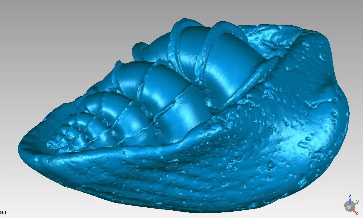 Seashell orange shell 3D print model