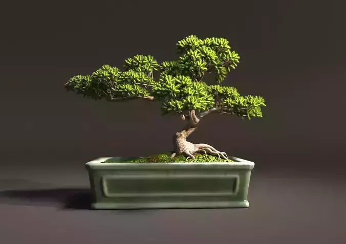 Bonsai tree in pot 3D model