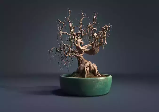 Bonsai tree in pot