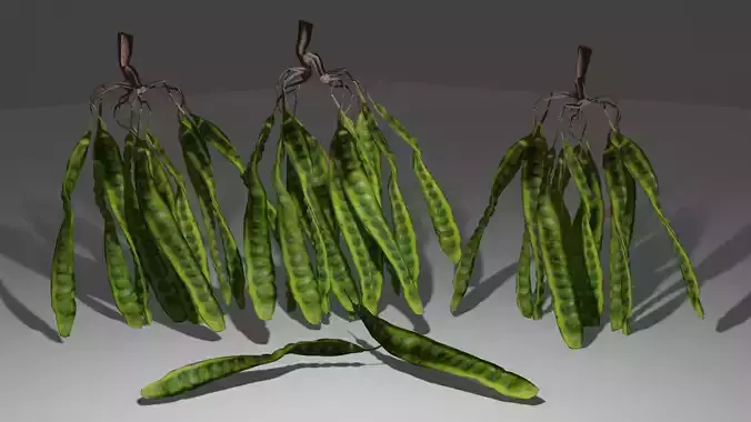 bitter bean or petai - asian vagetable 3d