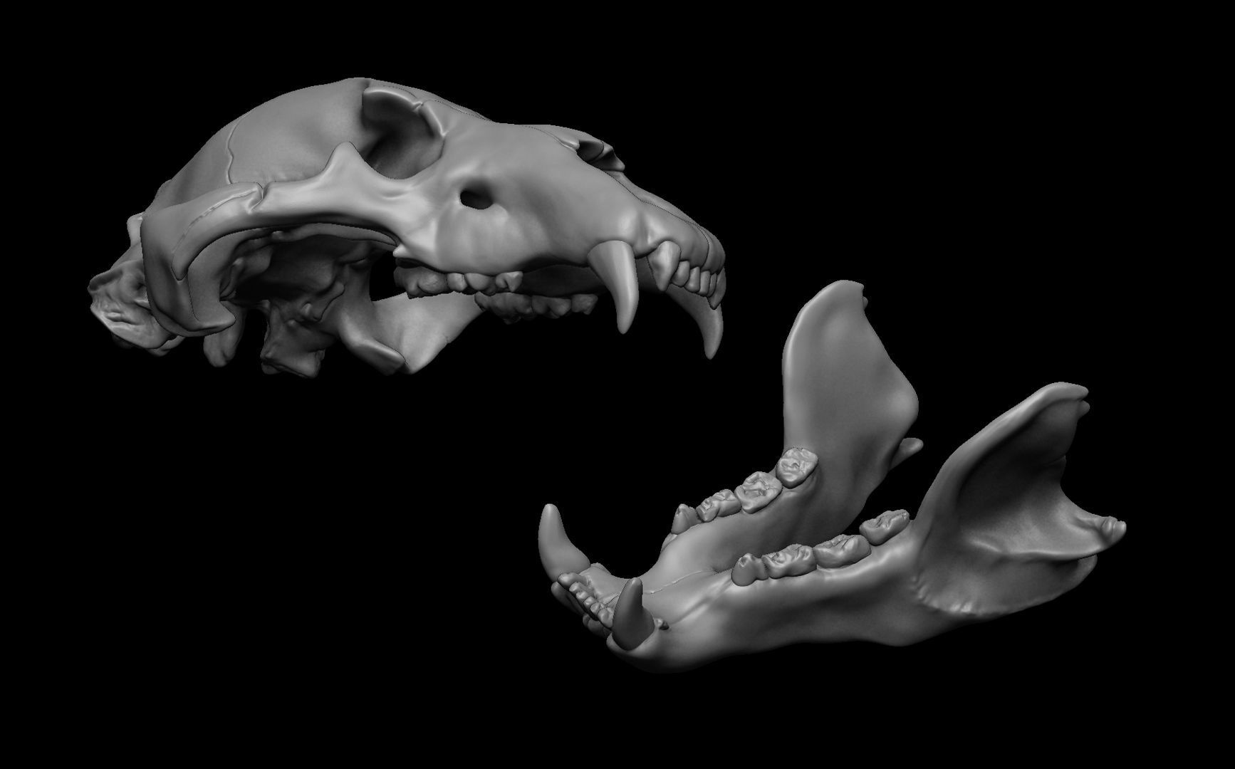 Bear Skull 3D model_3