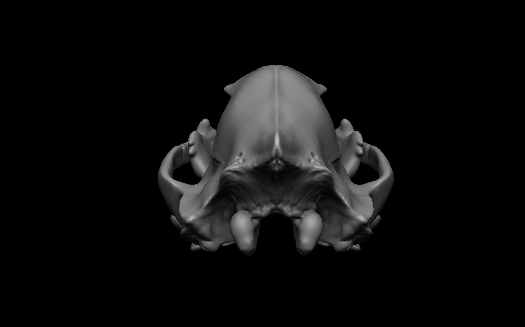 Bear Skull 3D model_7