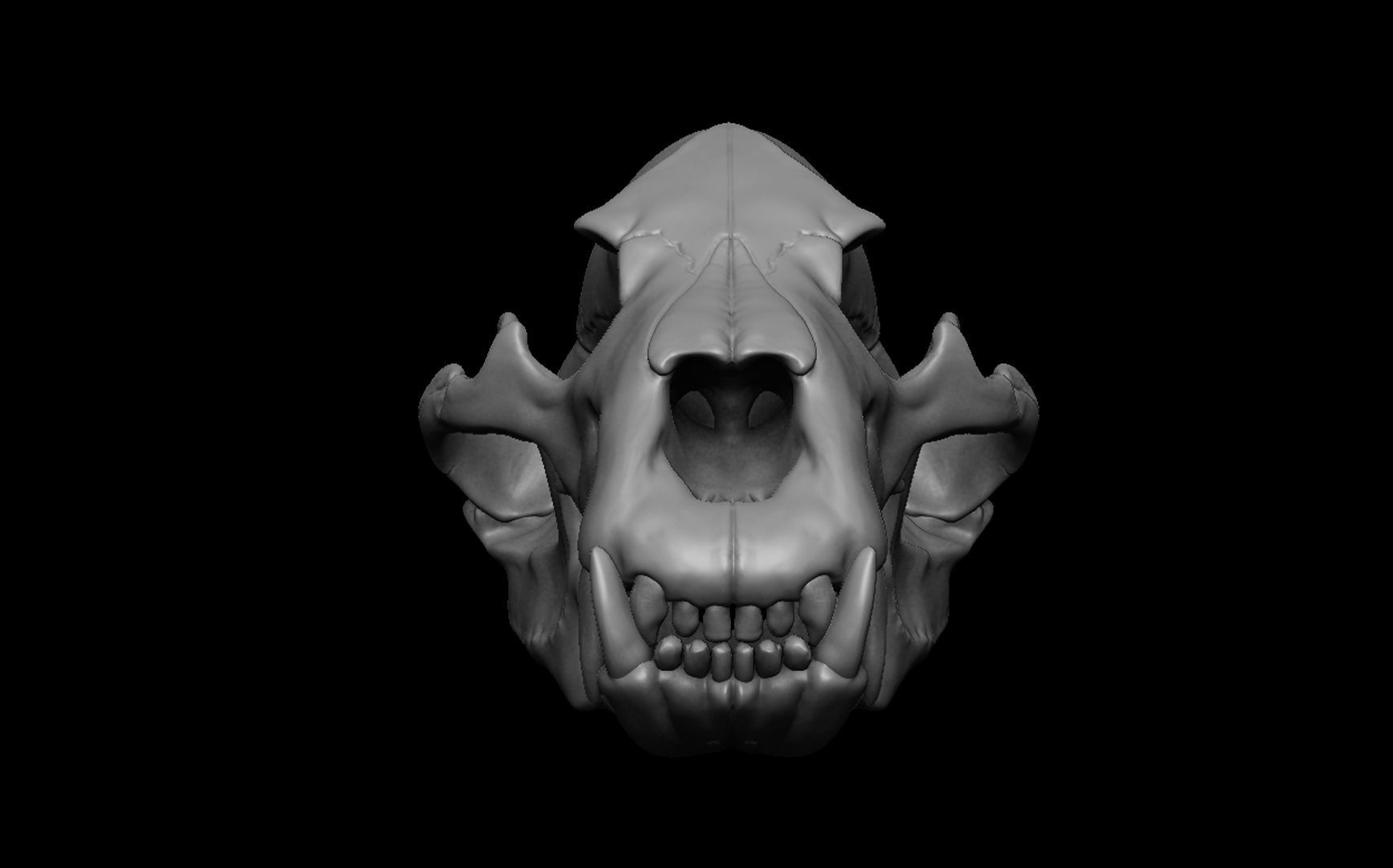 Bear Skull 3D model_6