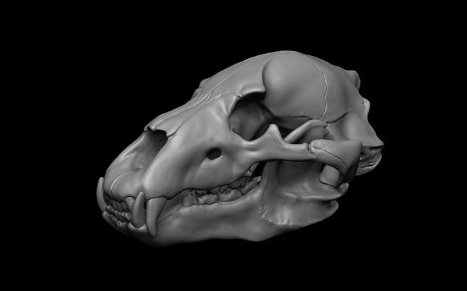 Bear Skull 3D model