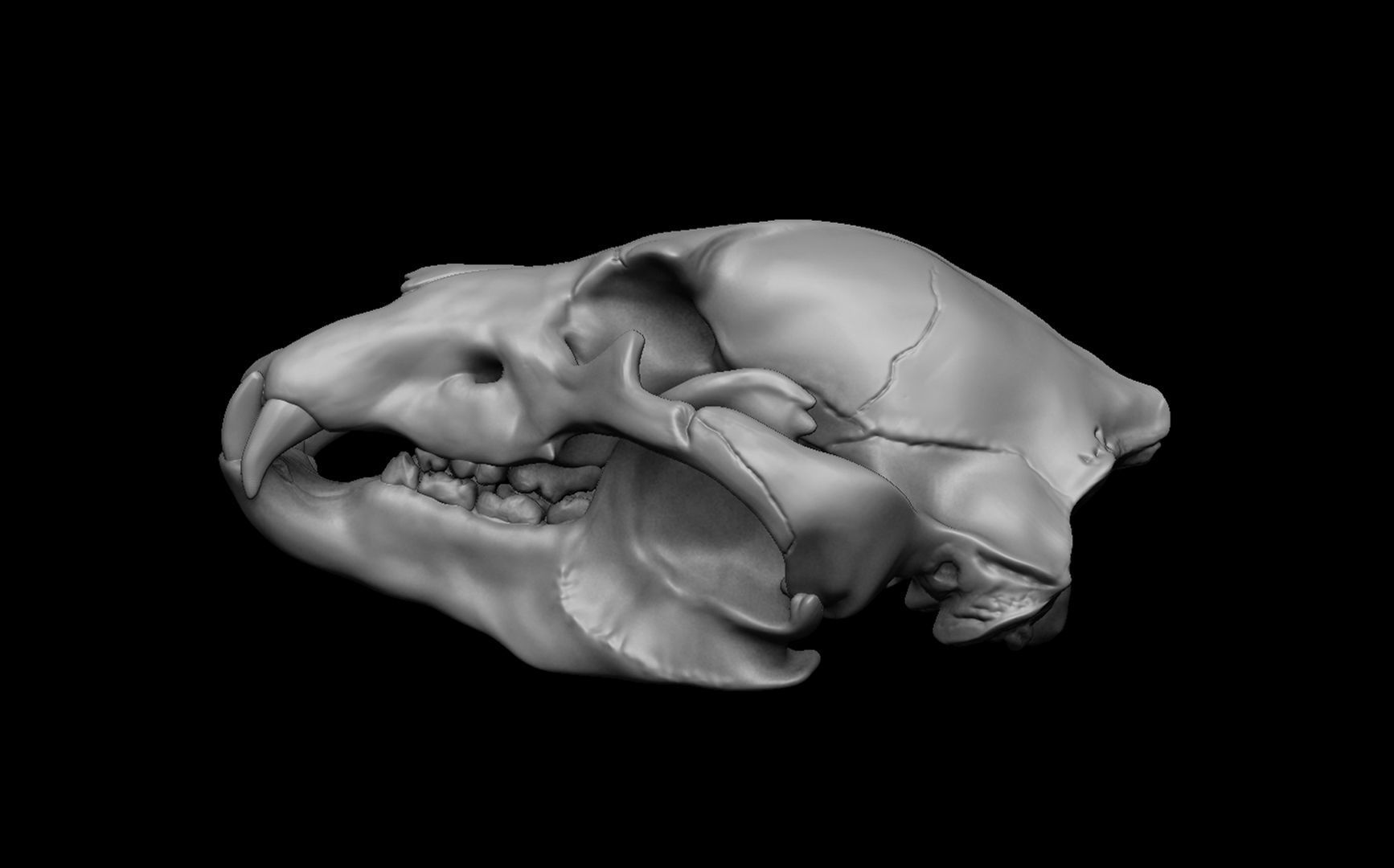 Bear Skull 3D model_4