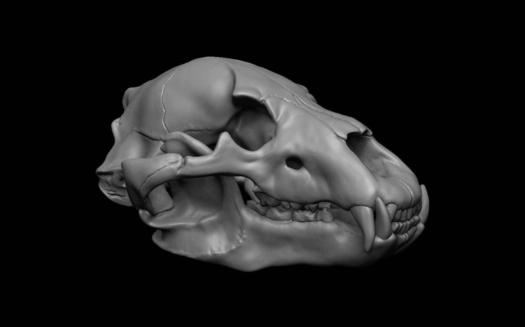 Bear Skull 3D model_1
