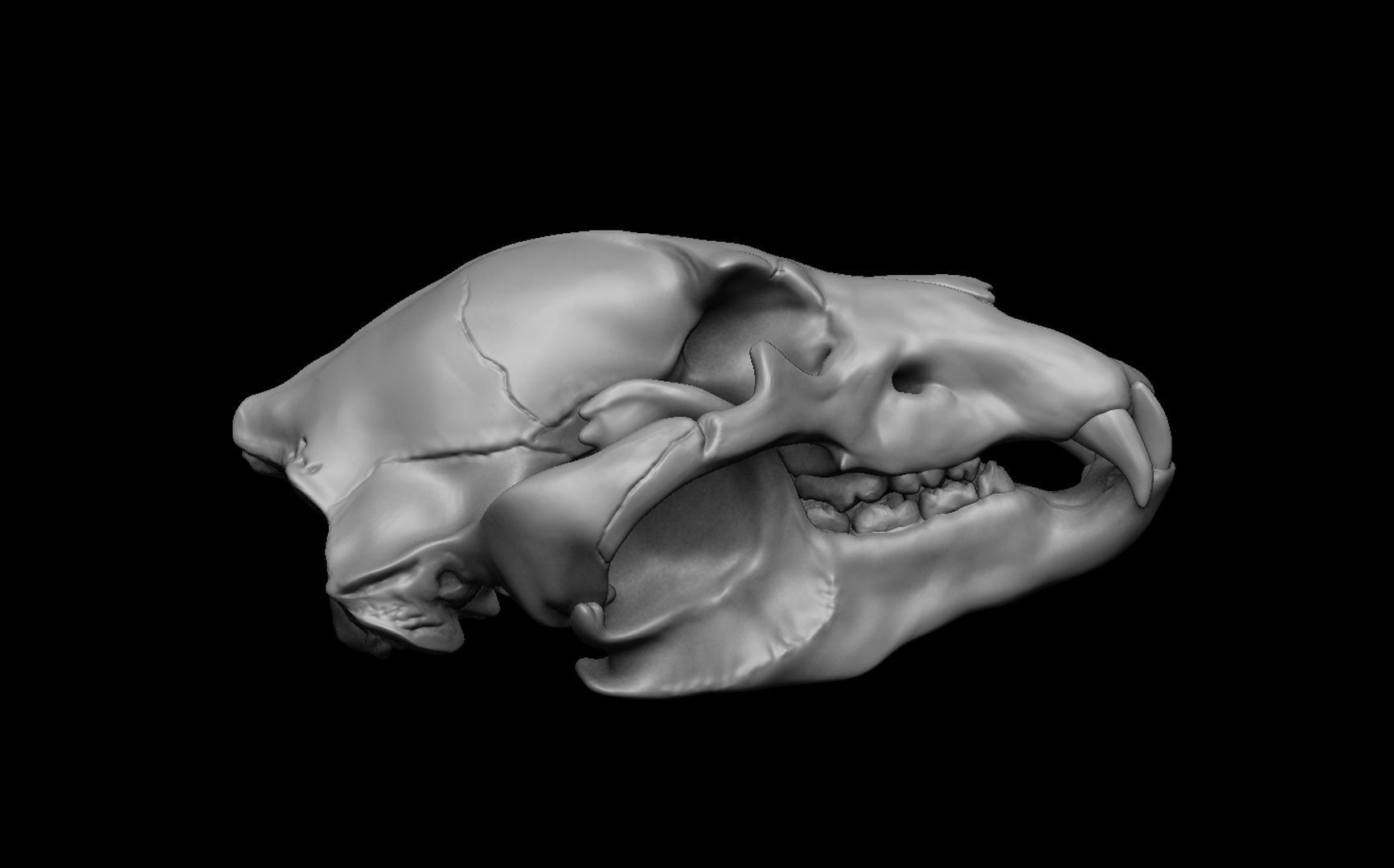 Bear Skull 3D model_5