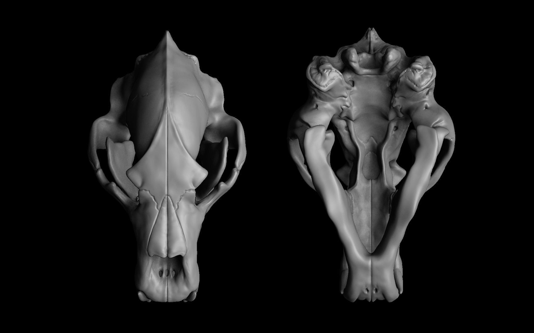 Bear Skull 3D model_2