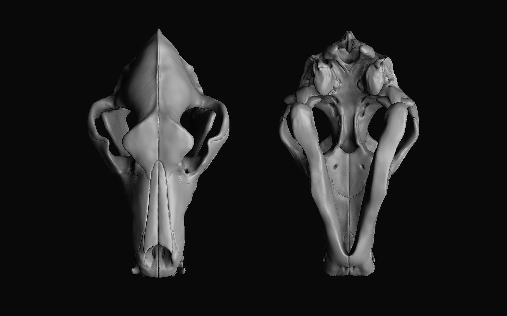 Wolf Skull 3D model_2