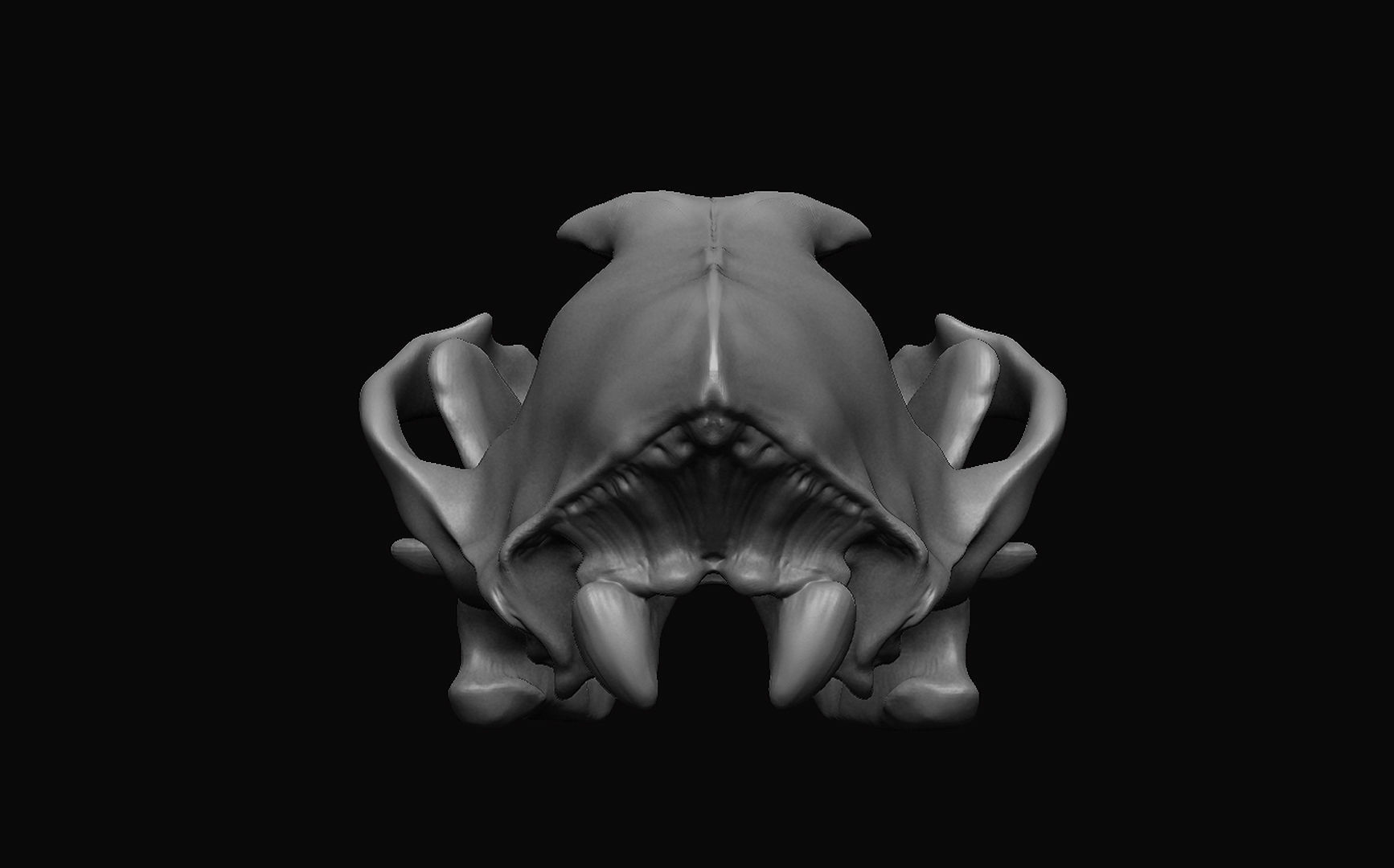 Wolf Skull 3D model_7
