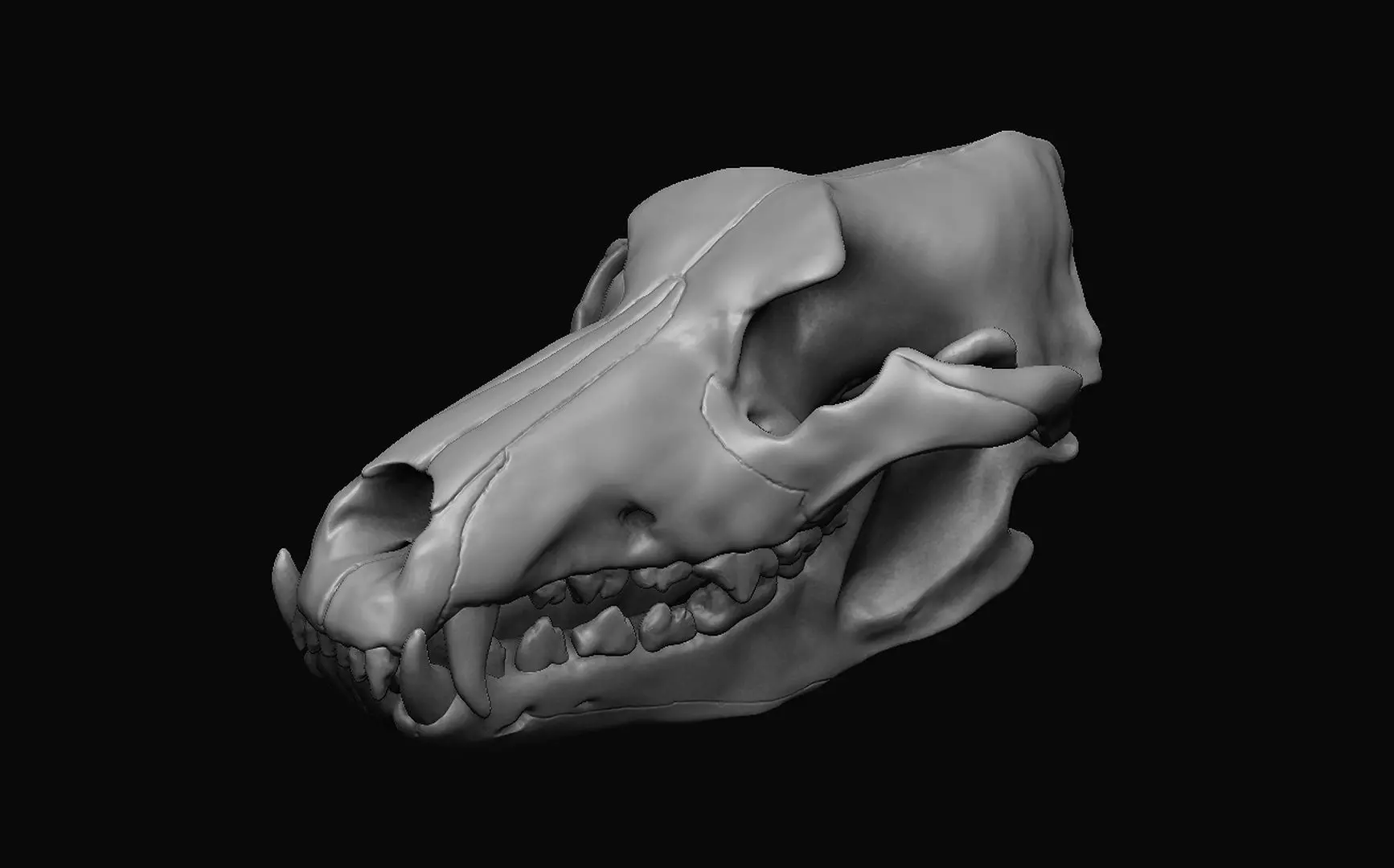 Wolf Skull 3D model_0