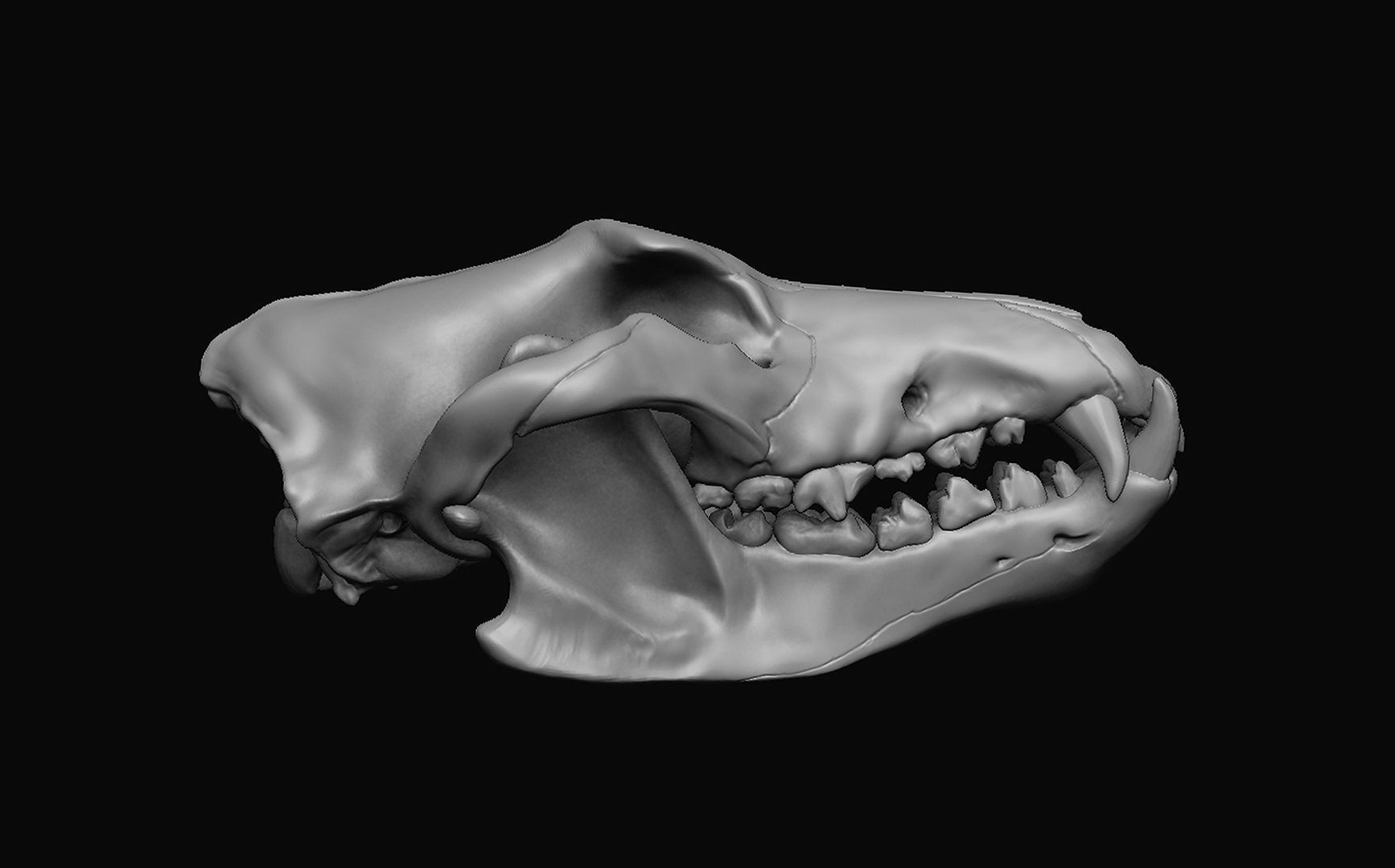 Wolf Skull 3D model_5
