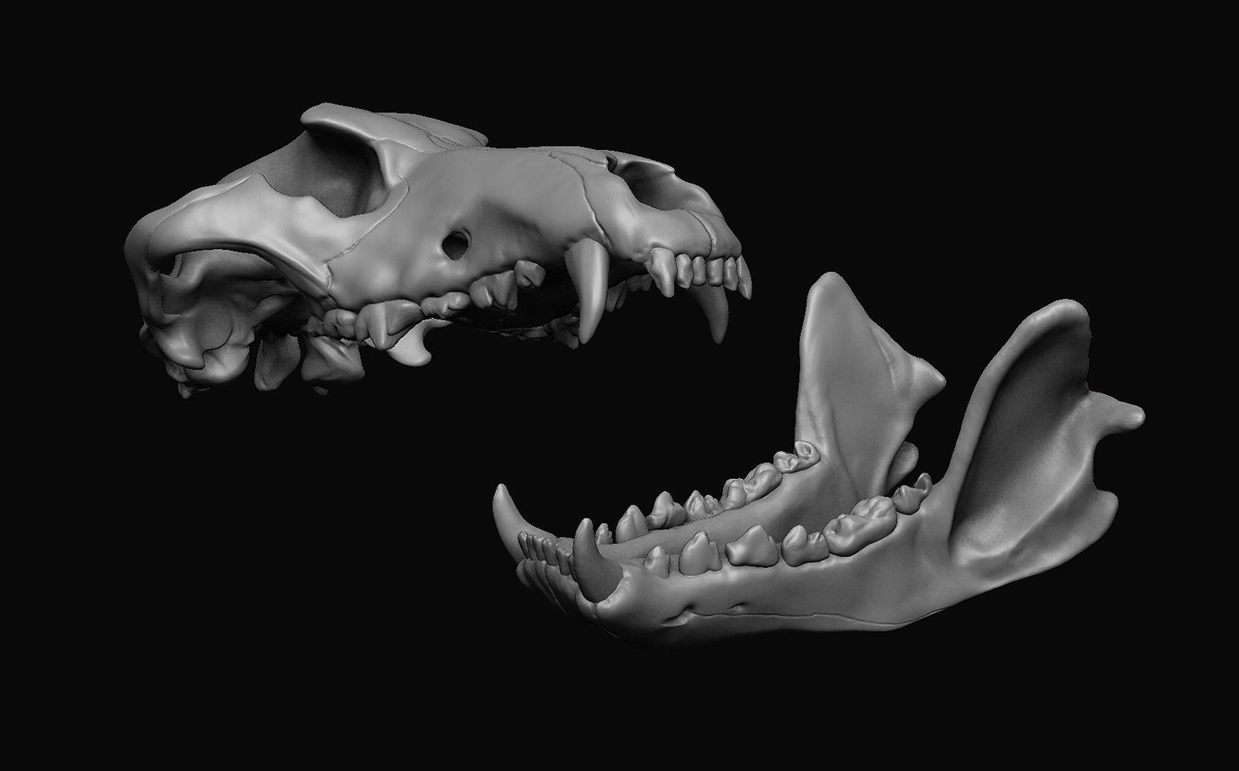 Wolf Skull 3D model_3