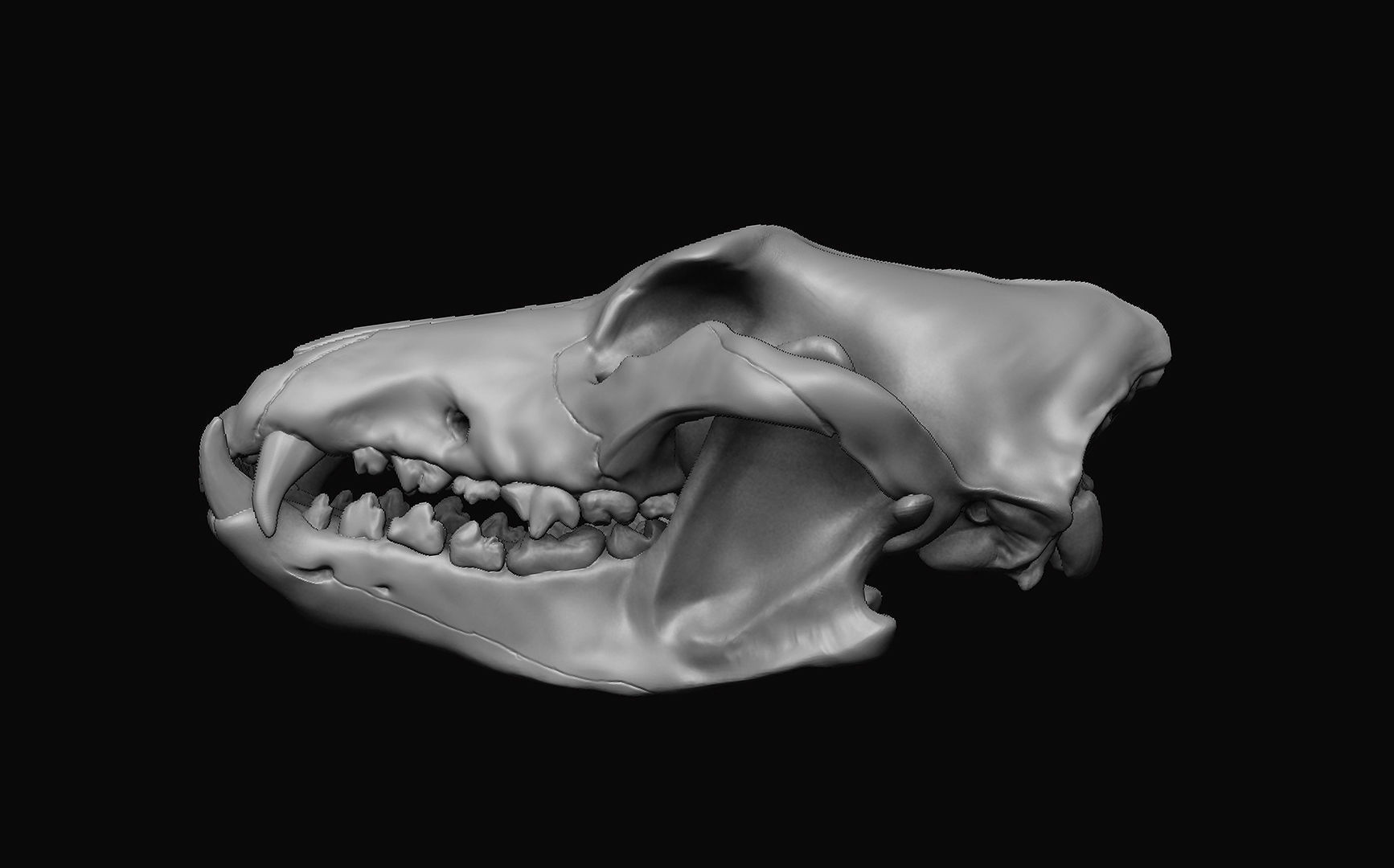 Wolf Skull 3D model_4