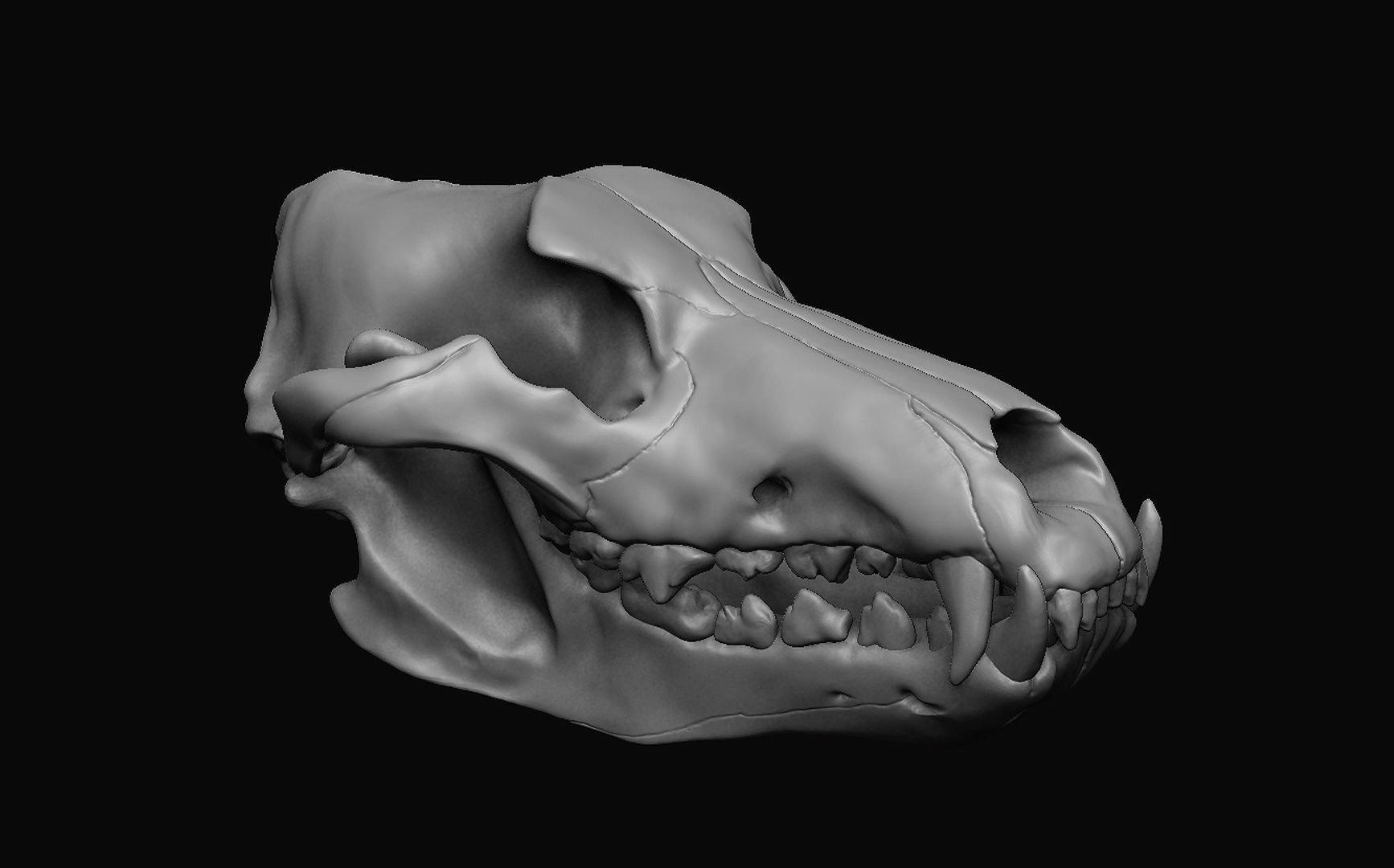 Wolf Skull 3D model_1