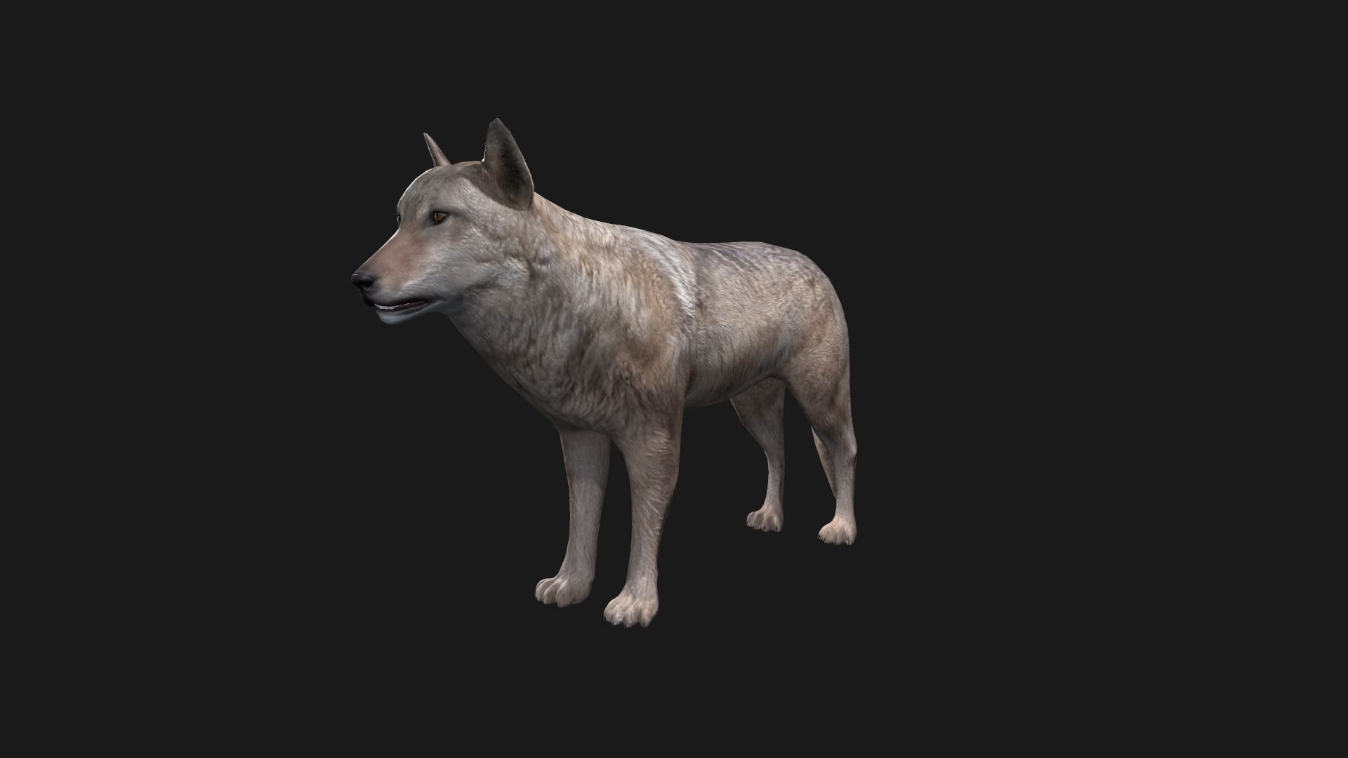 Wolf Game Model Low-poly 3D model_2