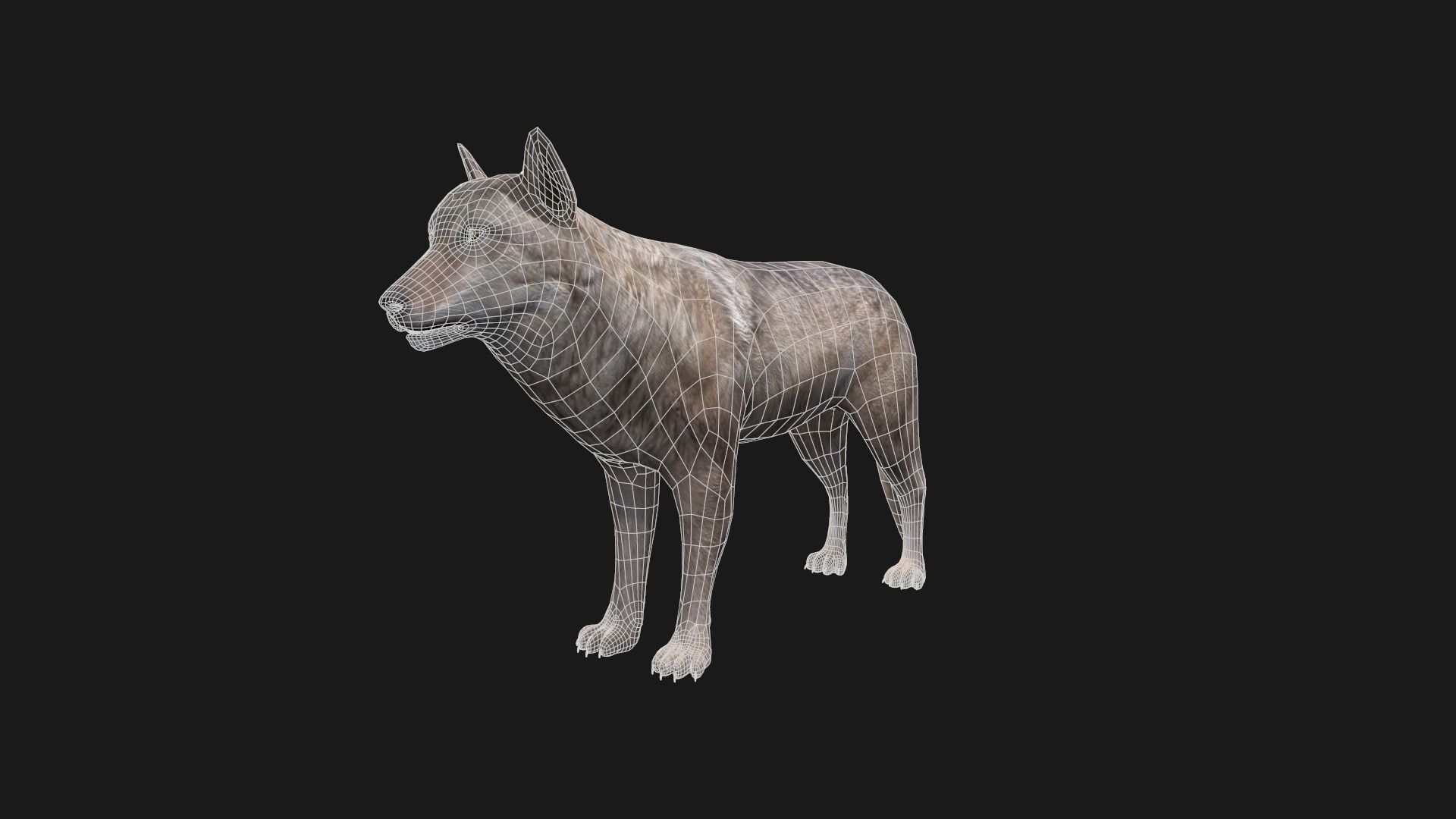 Wolf Game Model Low-poly 3D model_3