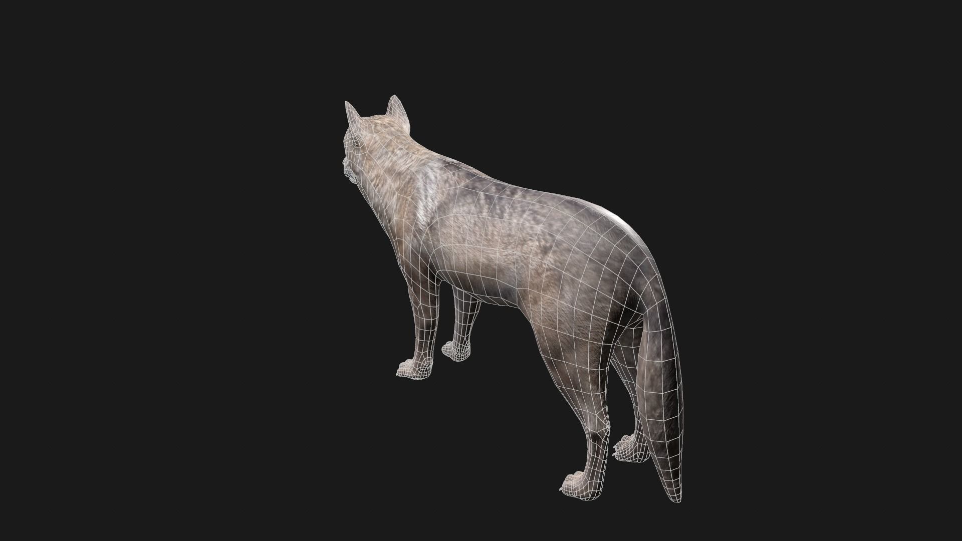 Wolf Game Model Low-poly 3D model_7