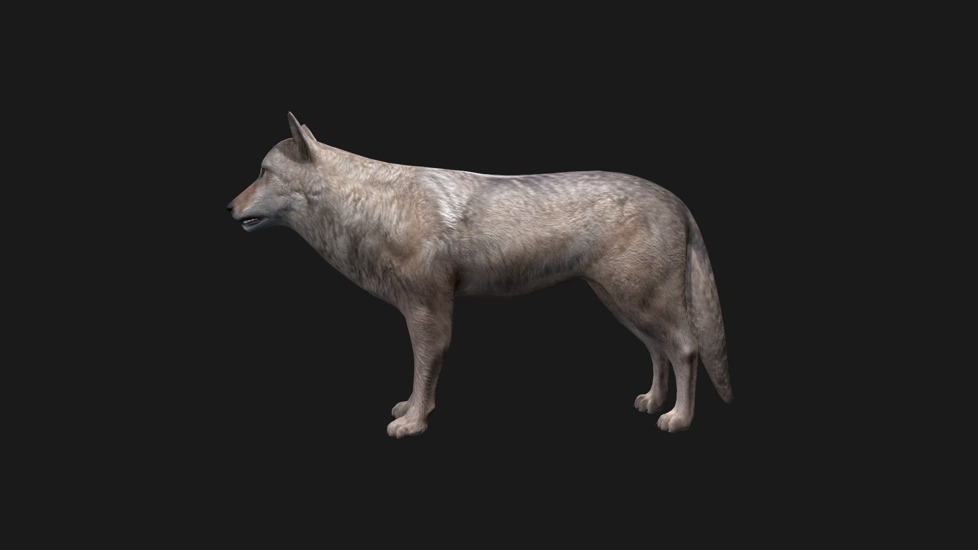 Wolf Game Model Low-poly 3D model_4