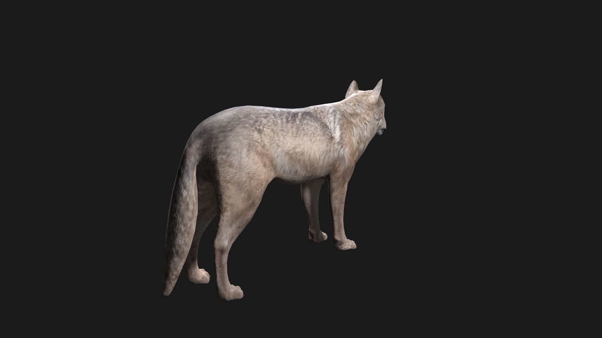 Wolf Game Model Low-poly 3D model_8