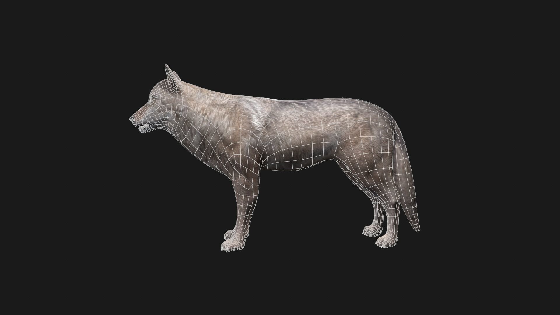 Wolf Game Model Low-poly 3D model_5