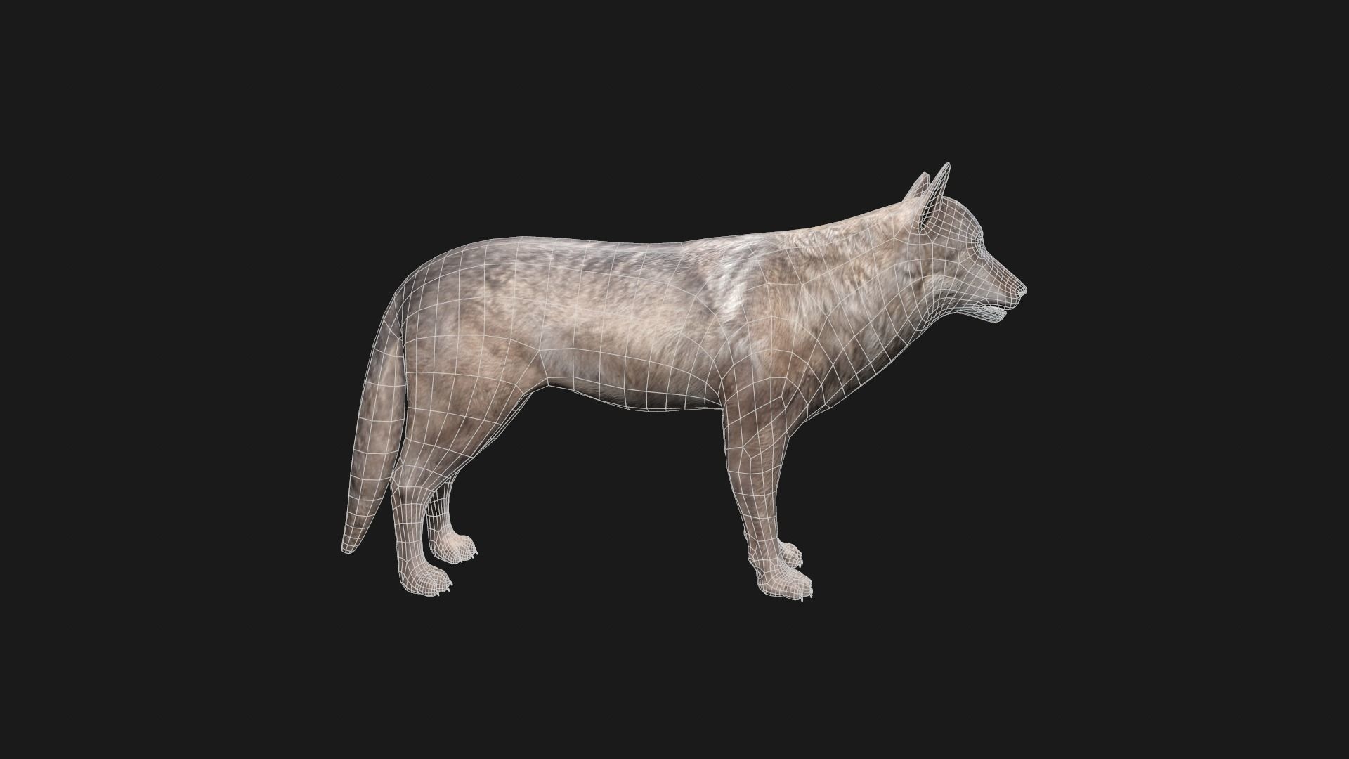 Wolf Game Model Low-poly 3D model_10