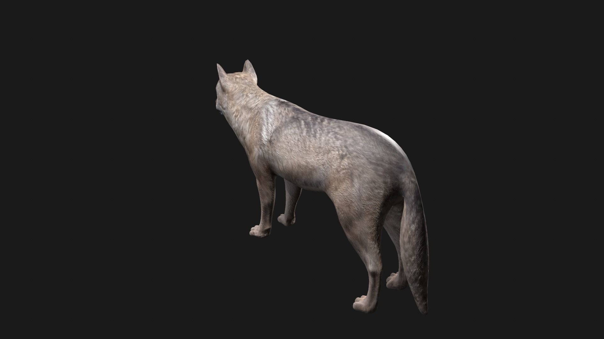 Wolf Game Model Low-poly 3D model_6