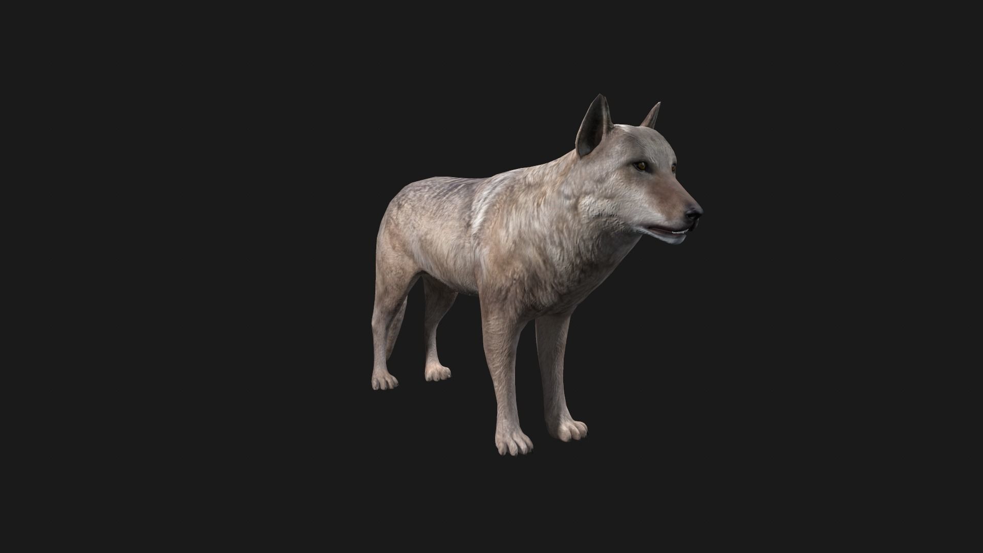 Wolf Game Model Low-poly 3D model_13