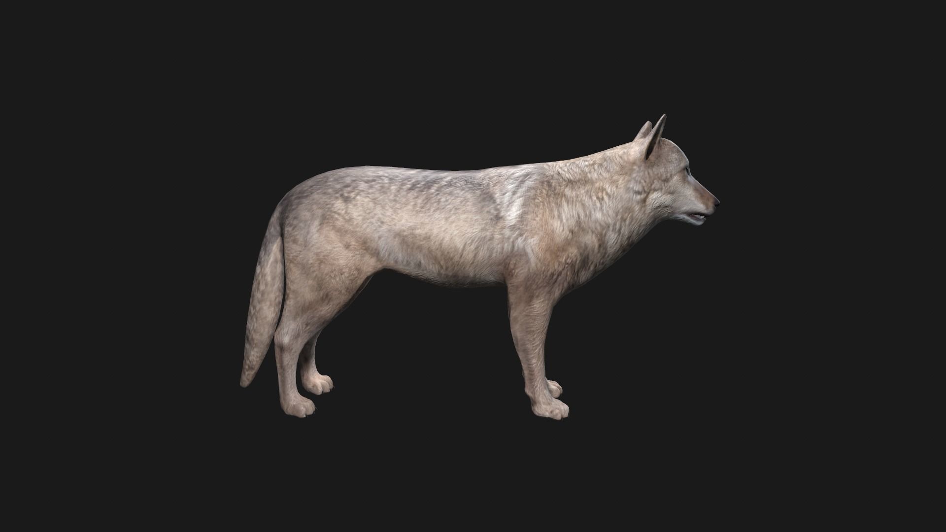 Wolf Game Model Low-poly 3D model_11