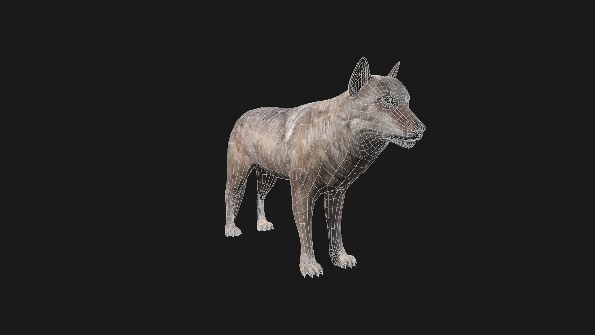 Wolf Game Model Low-poly 3D model_14