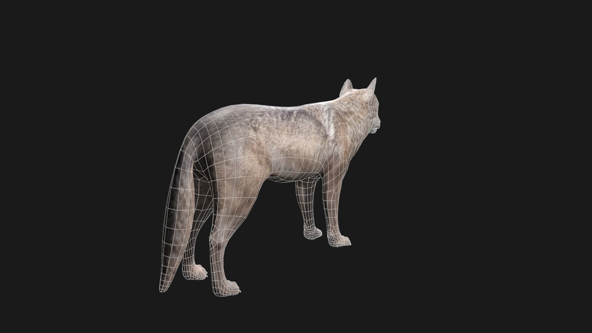 Wolf Game Model Low-poly 3D model_9