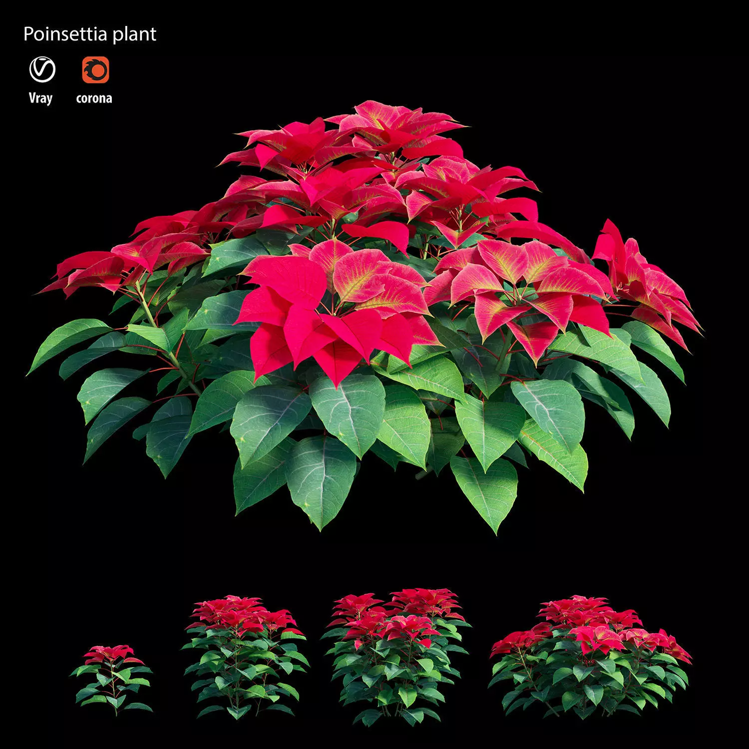 Poinsettia plant 3D model