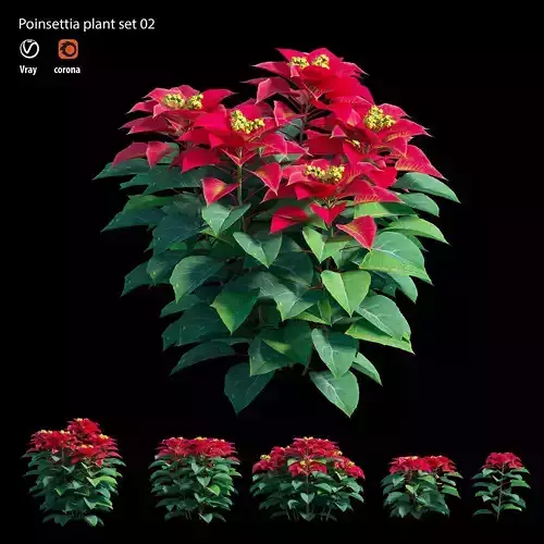 Poinsettia plant 02