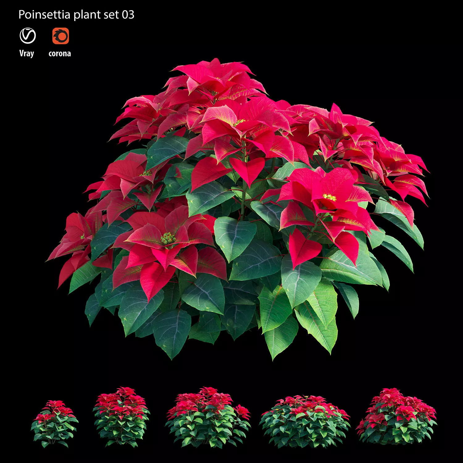Poinsettia plant 03 3D model