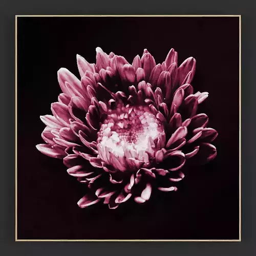 Pictures62 chrysanthemum