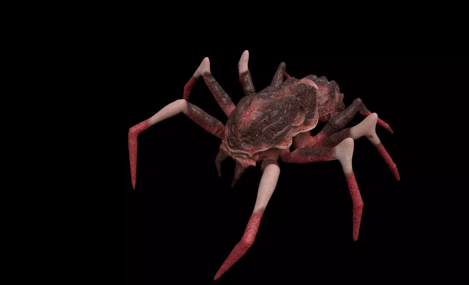 red spider columbias Low-poly 3D model