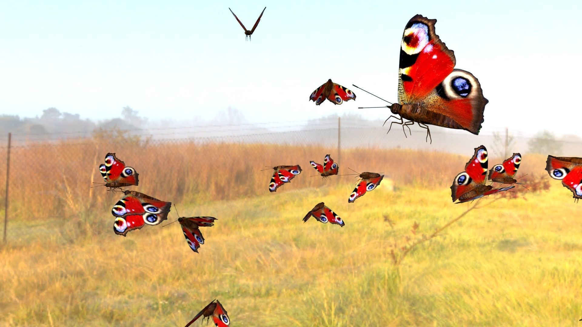 butterfly animation Low-poly 3D model_10