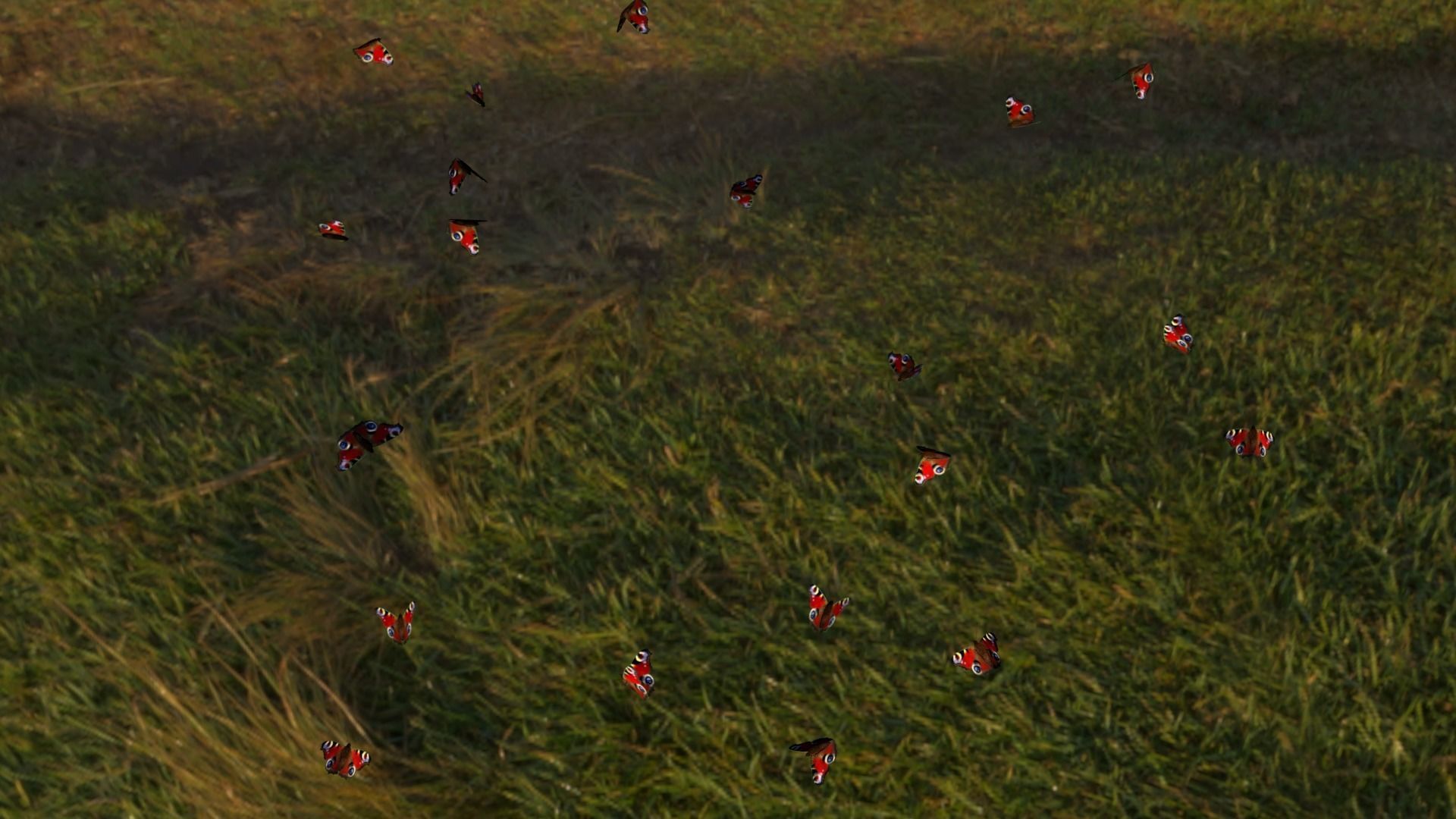 butterfly animation Low-poly 3D model_9