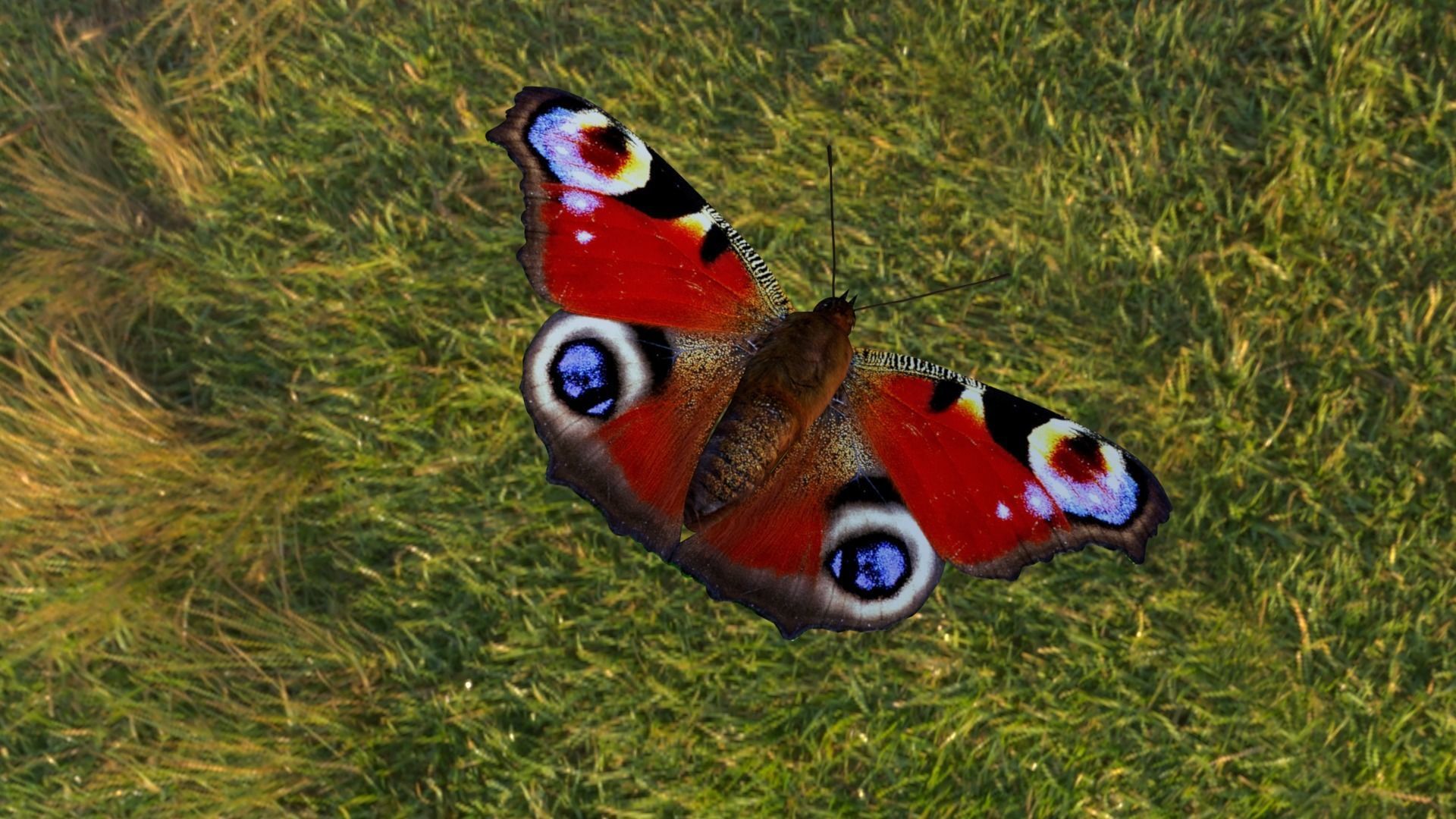 butterfly animation Low-poly 3D model_2