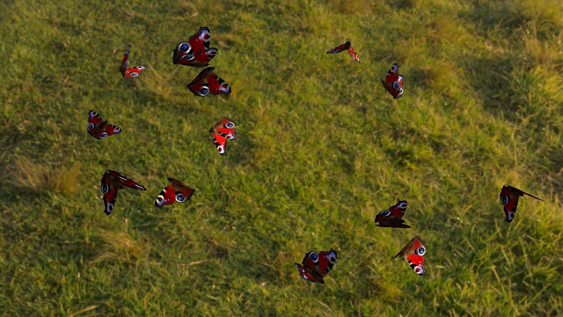 butterfly animation Low-poly 3D model_4