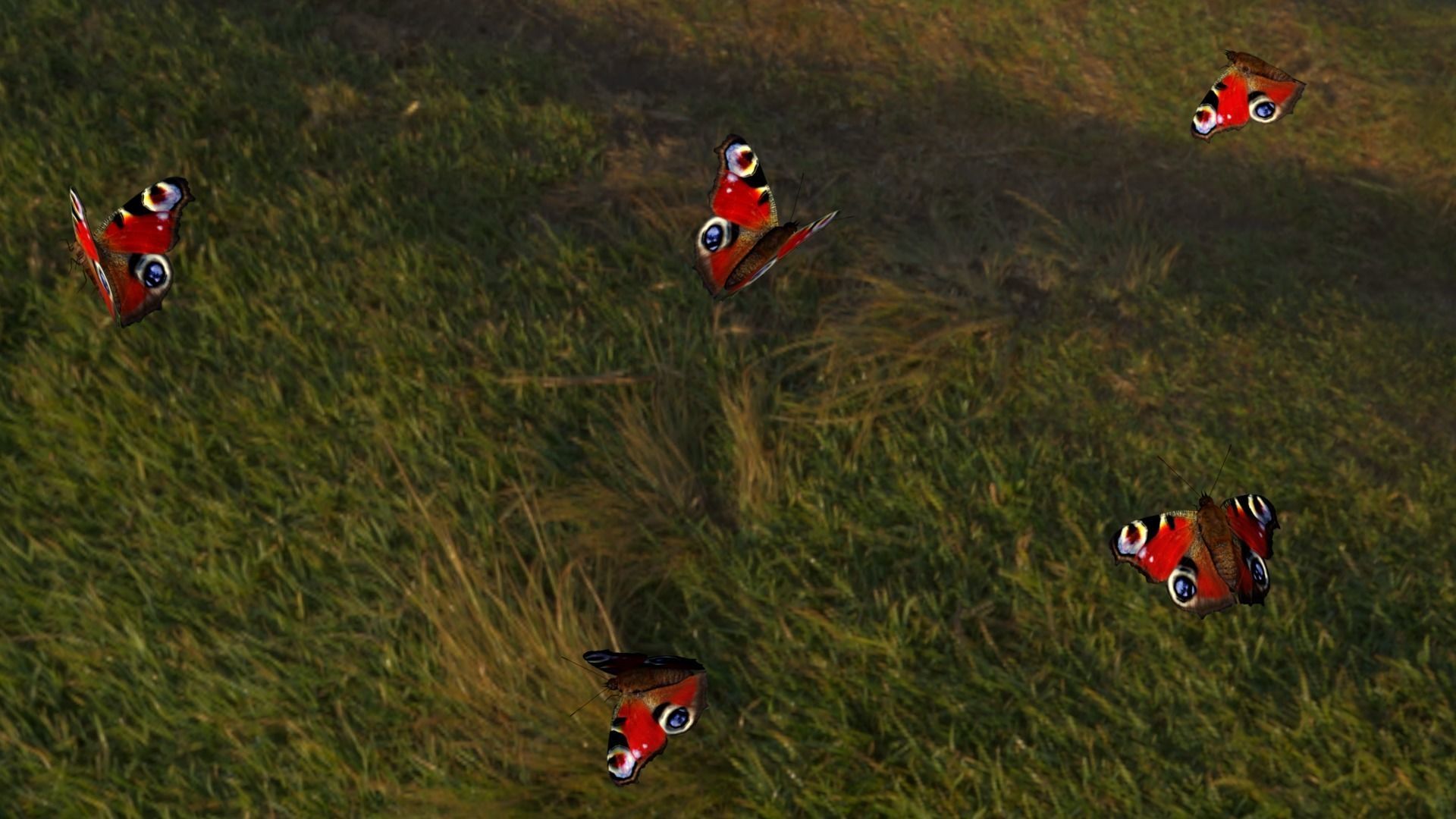 butterfly animation Low-poly 3D model_7