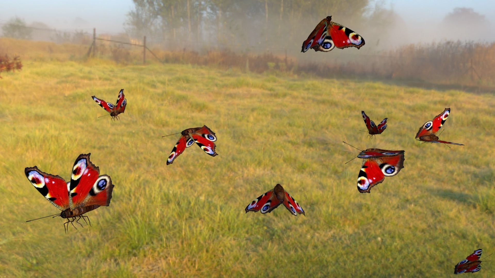 butterfly animation Low-poly 3D model_3