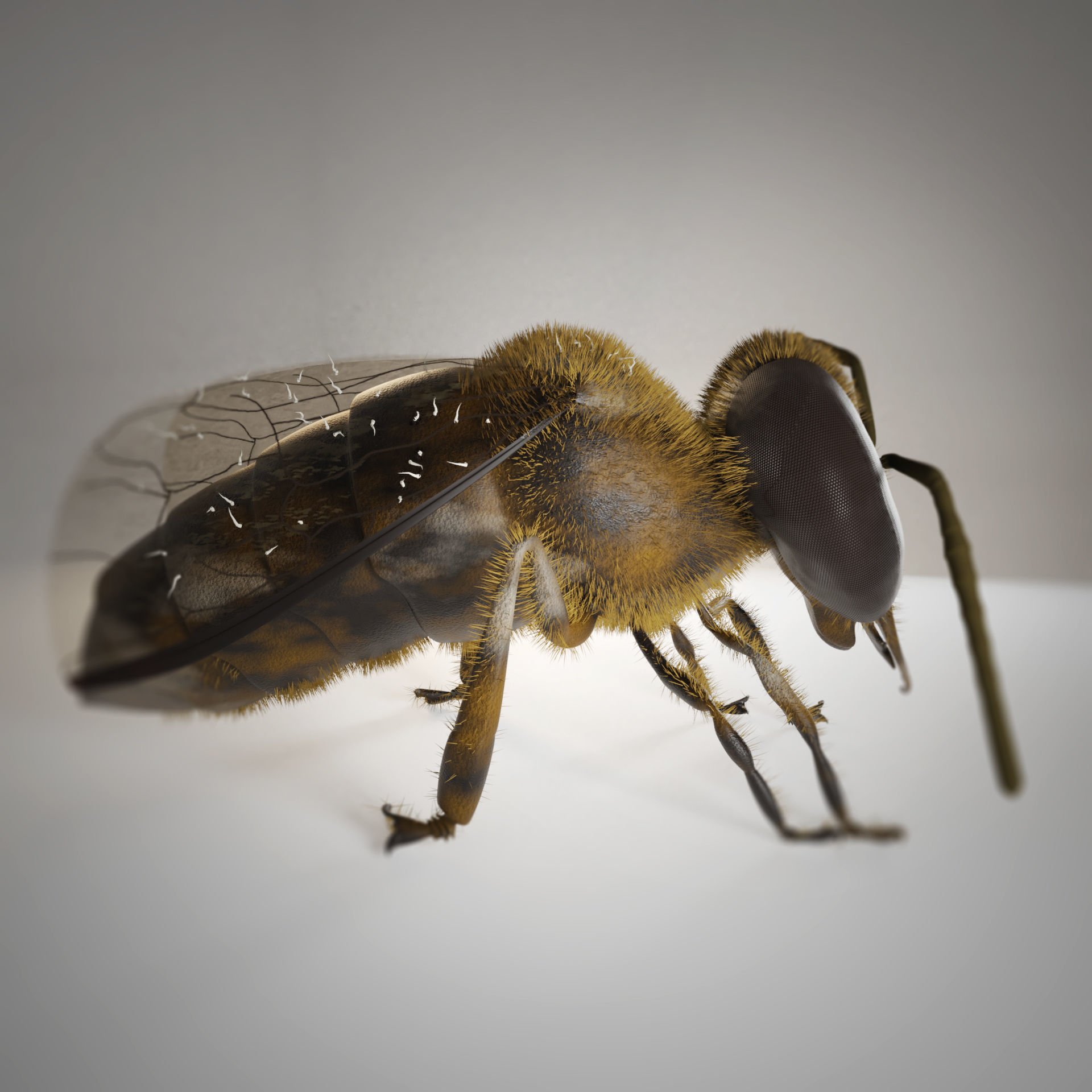 Bouganville flower with hornet 3D model_11