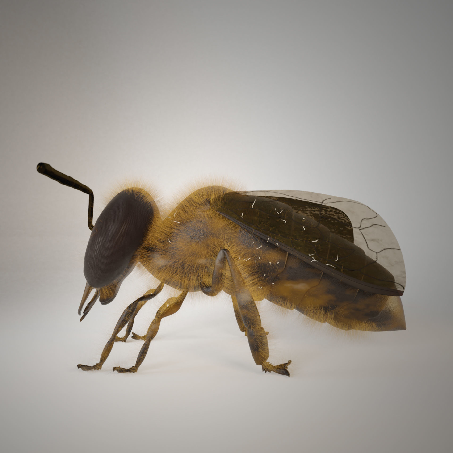 Bouganville flower with hornet 3D model_9