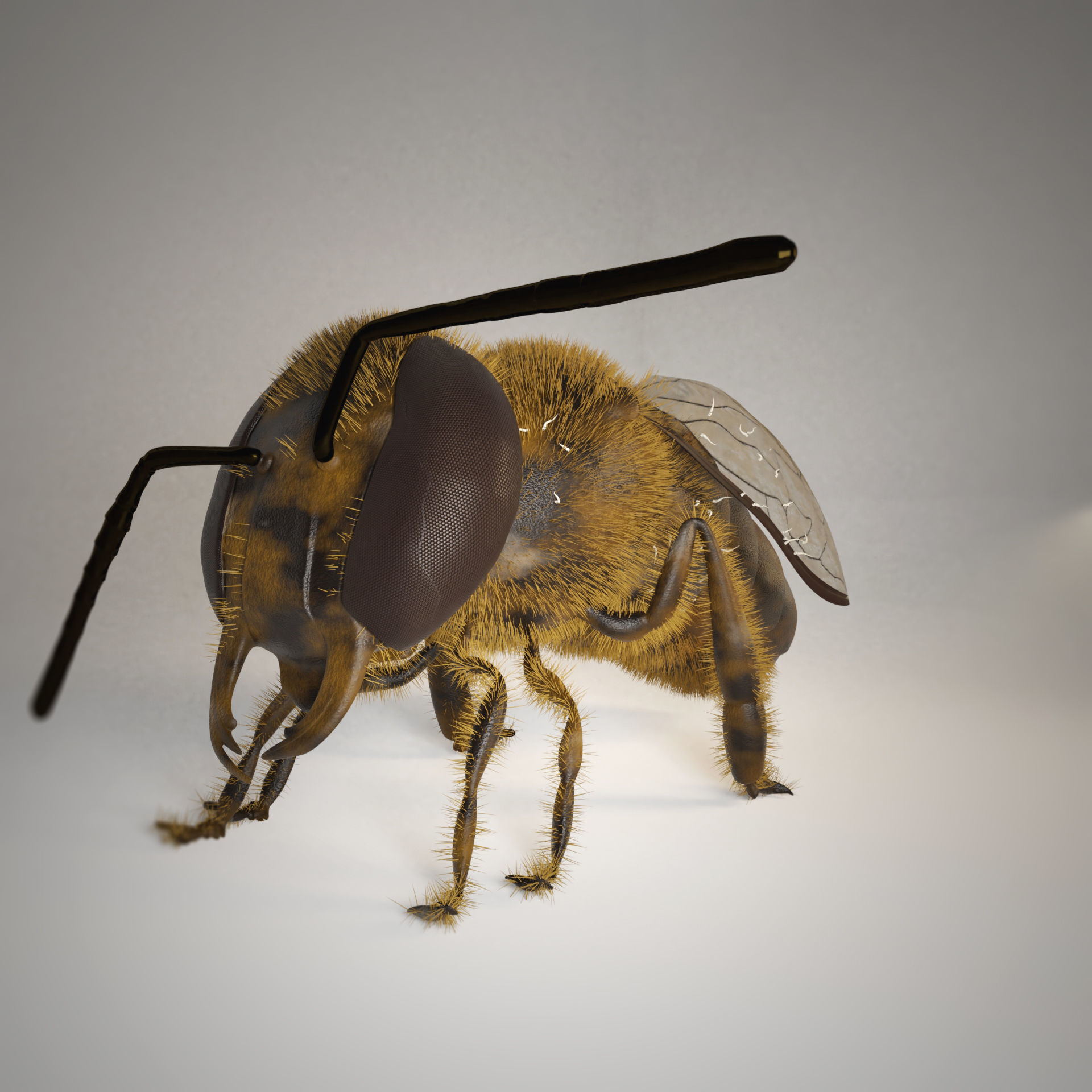 Bouganville flower with hornet 3D model_8