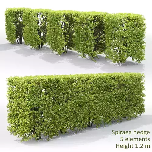 Spiraea hedge 03 3D model