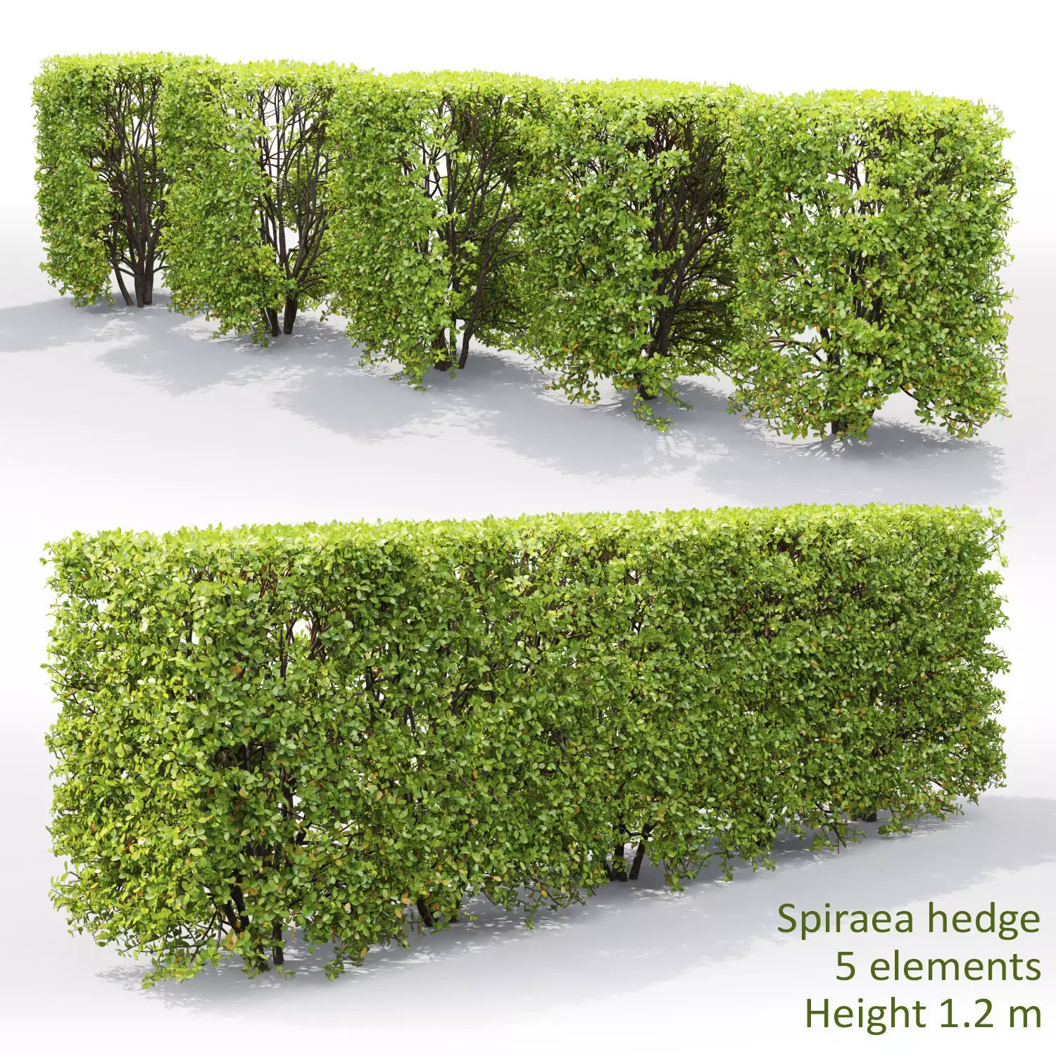 Spiraea hedge 03 3D model_0