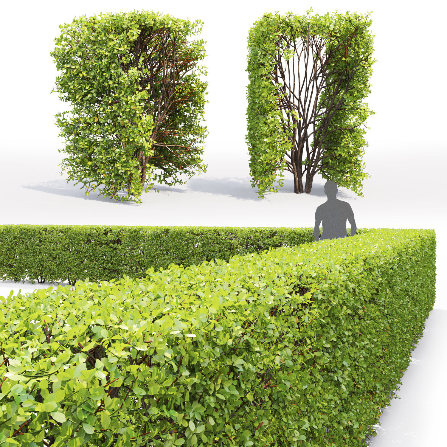 Spiraea hedge 03 3D model_3