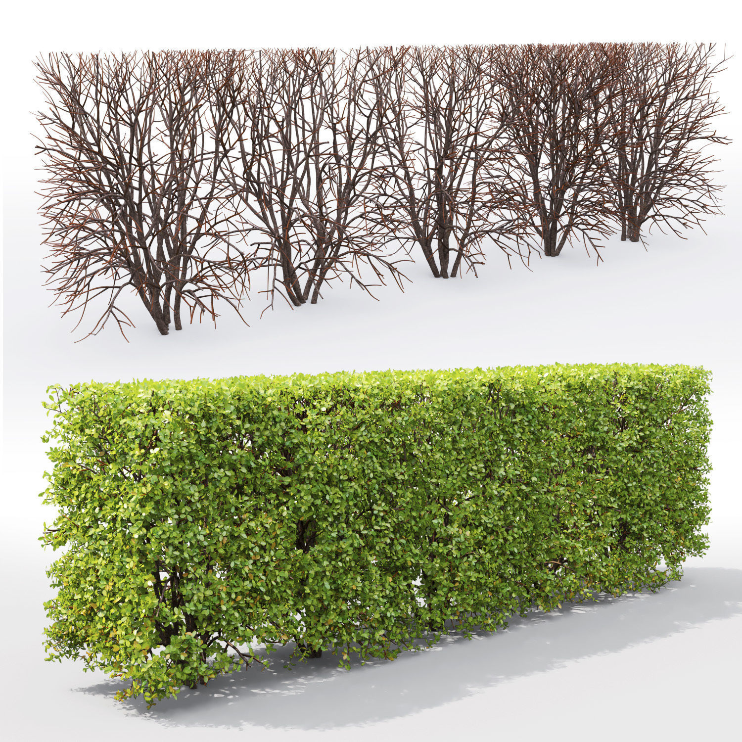 Spiraea hedge 03 3D model_2